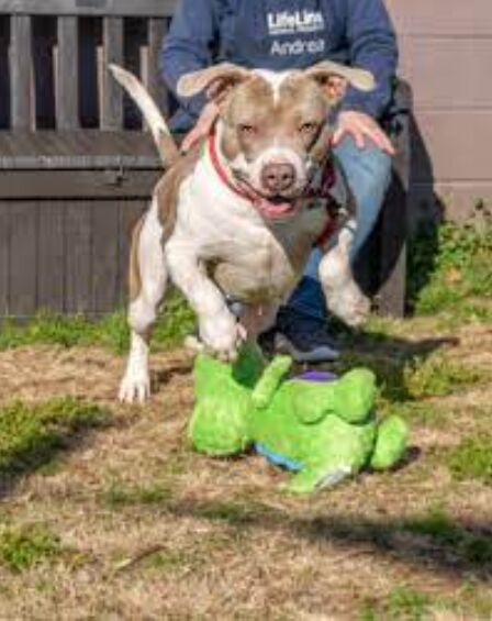 Healthy dog outdoors